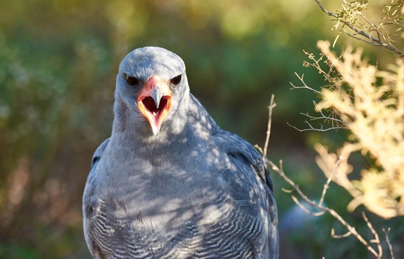 Birdwatching Guide in Graham County